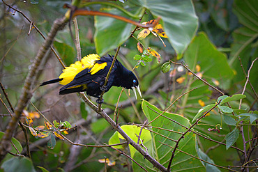 Yellow-rumped Cacique (Cacicus cela) in a tree, Reserve naturelle des Marais de Kaw, French Guiana