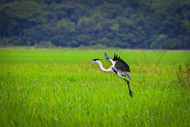 Cocoi Heron (Ardea cocoi) in flight, Kaw Marshes Nature Reserve, French Guiana