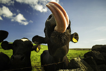 Cheeky Cow. A cheeky Cow in the Peak District National Park, UK.