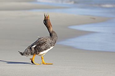 Falkland flightless Steamer duck (Tachyeres brachypterus), female, Sea Lion, Falkland, January 2018