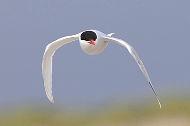 South American Tern (Sterna hirundinacea), Sea Lion, Falkland, January 2018