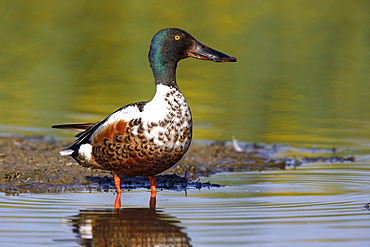 Northern shoveler (Spatula clypeata), Italy, May 2018