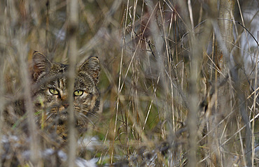 Wildcat (Felis silvestris) male on the look out, Vosges du Nord Regional Natural Park, France