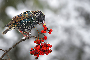 Starlings (Sturnus vulgaris) eating European mountain ash (Sorbus aucuparia) berries on a branche, Parc naturel regional des Vosges du Nord, France