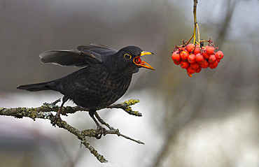 Black bird (Turdus merula) eating European mountain ash (Sorbus aucuparia) berries on a branche, Parc naturel regional des Vosges du Nord, France