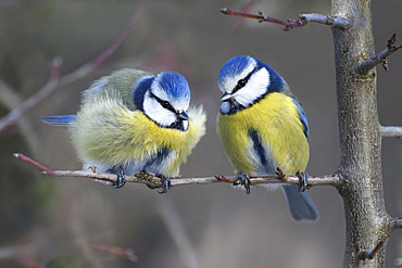 Blue tits (Parus caeruleus) couple on a branch, Vosges du Nord Regional Nature Park, France