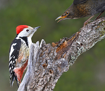 Middle Spotted Woodpecker (Dendrocopos medius) and Black bird (Turdus merula) fighting, Vosges du Nord Regional Natural Park, France