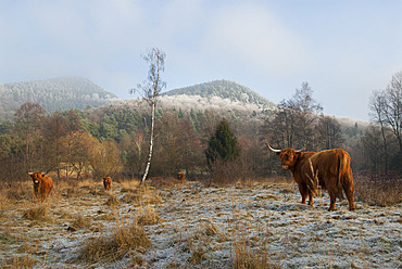 Cows (Highland-cattle) in winter, Parc naturel regional des Vosges du Nord, France