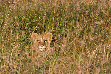 A lion cub (Panthera leo) waiting for its mother and hiding in tall grass, Masai Mara, Kenya.