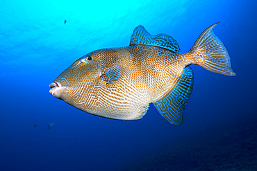 Grey triggerfish (Balistes capriscus). Fish of the Canary Islands, Tenerife.