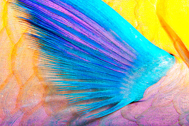 Flipper of a parrot fish (Scarus sp) sleeping at night on a Sudanese reef in the Red Sea.