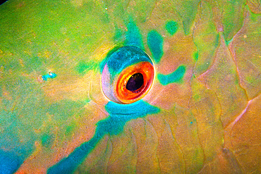 Eye of a common parrot fish (Scarus psittacus) sleeping at night on a Sudanese reef in the Red Sea.