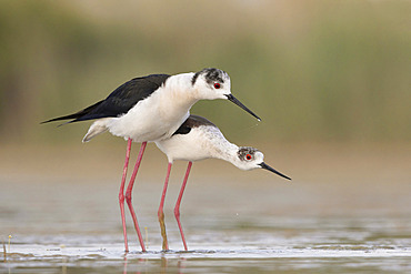 Mating Black-winged stilt, Rome, Italy, May 2020