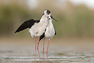 Mating Black-winged stilt, Rome, Italy, May 2020