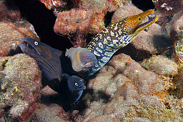 Canary fish. BLACK MORAY (Muraena augusti), Brun Moray; (Gymnothorax unicolor) and TIGER MORAY (Enchelycore anatina), Tenerife, Canary Islands.