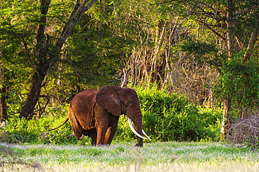 An African elephant (Loxodonta africana), walking in a forest, Tsavo, Kenya.