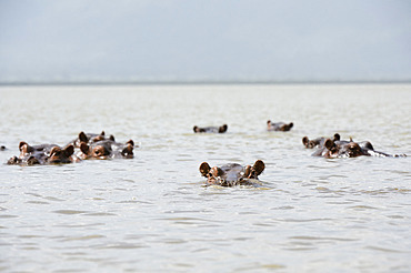 Hippopotamuses (Hippopotamus amphibius), in the lake Gipe, Tsavo, Kenya.