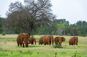 African elephants (Loxodonta africana), Tsavo, Kenya.