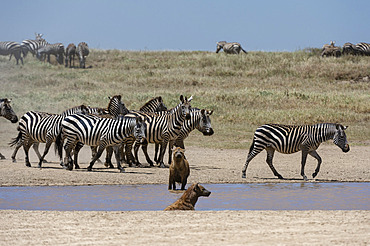 Spotted hyaena (Crocura crocuta), Ndutu, Ngorongoro Conservation Area, Serengeti, Tanzania.