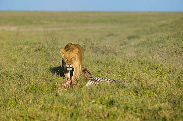 A lioness (Panthera leo) on a carcass, Ndutu, Ngorongoro Conservation Area, Serengeti, Tanzania.