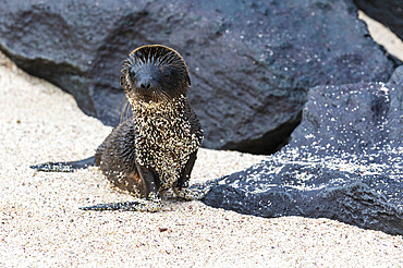 Galapagos Sea Lion (Zalophus californianus wollebaeki), Punta Suarez, Espanola Island, Galapagos islands, Ecuador.