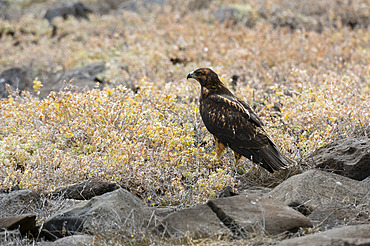 Galapagos hawk (Buteo galapagoensis), Punta Suarez, Espanola Island, Galapagos islands, Ecuador.