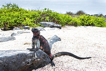 Marine Iguana (Amblyrhynchus cristatus), Punta Suarez, Espanola Island, Galapagos islands, Ecuador.