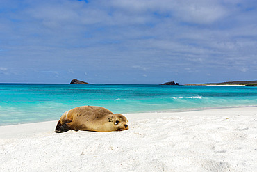 A juvenile Galapagos sea lion, Zalophus californianus wollebaeki, resting on a sandy beach, Espanola Island, Galapagos islands, Ecuador.