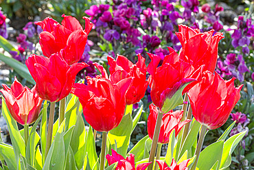 Tulipa fleur de lys 'Pretty Woman'