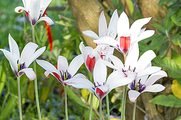 Tulipa clusiana 'Peppermint Stick'