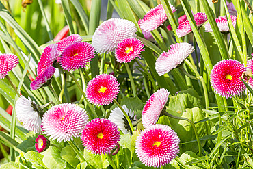 Bellis perennis 'Super Pompon Rose'