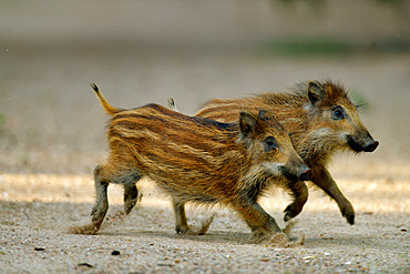 Eurasian wild boar (Sus scrofa ) piglets were part of a group of 5 running on a dry arm of the Loire River, Loire Valley, France