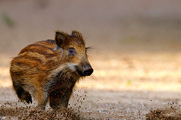 Eurasian wild boar (Sus scrofa ) piglet was part of a group of 5 running on a dry arm of the Loire River, Loire Valley, France