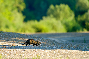 Coypu (Myocastor coypus) crossing a dry arm of the Loire at dawn, Loire Valley, France