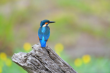 European Kingfisher (Alcedo Atthis) on the look-out on the banks of the Loire River, Loire Valley, France