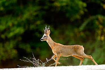 Roedeer (Capreolus capreolus) crossing a dry arm of the Loire River, Loire Valley, France