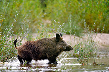 Eurasian wild boar (Sus scrofa) male crossing an arm of the Loire River, Loire Valley, France