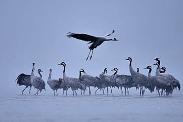 Morning flight of Common crane (Grus grus) on the beaches of the Loire in January, Loire Valley, France