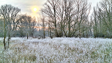 Winter landscape of an island of the Loire, Barreaux island in winter by -6°C in January, France