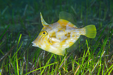 Planehead filfish (Stephanolepis hispidus) hunting in a sea meadow (Cymodosea nodosa). Fish of the Canary Islands, Tenerife.