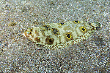 Foureyed sole (Microchirus ocellatus). Pleuronectiformes (Flatfishes), Soleidae (Soles). Fish of the Canary Islands, Tenerife.