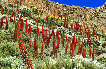 Tajinaste rojo (Echium wildpretii), is an endemic Tenerife plant. Teide National Park, World Heritage Site. Canary Islands.