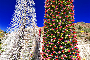 Tajinaste rojo (Echium wildpretii), is an endemic Tenerife plant. Teide National Park, World Heritage Site. Canary Islands.