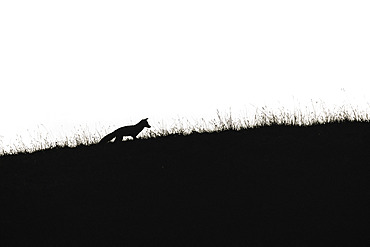 Red fox (Vulpes vulpes) against the light, Charente-Maritime, France