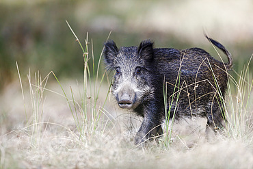 Portrait of a Wild boar (Sus scrofa), Charente-Maritime, France