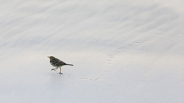 Rock pipit (Anthus petrosus) on the beach, Porspoder, Bretagne, France