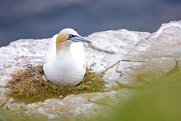 Northern Gannet (Morus bassanus) at the nest, on the cliff of Troup Head, Scotland