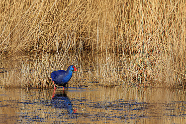 Purple Swamphen (Porphyrio porphyrio) in a pond, Camargue, France