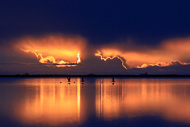 Sunrise on a pond in the Camargue, France