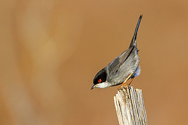 Sardinian Warbler (Sylvia melanocephala) on a post, Camargue, France